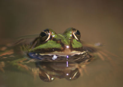 Close up of turtle