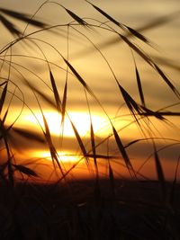 Close-up of silhouette grass against sky during sunset