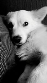 Close-up portrait of dog on sofa at home