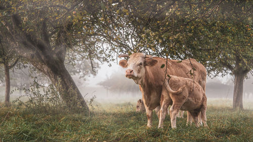 Cow with calf in a meadow on a foggy autumn morning