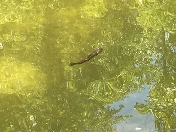 High angle view of fish swimming in lake