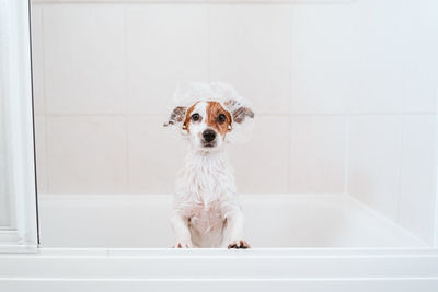 Portrait of white dog