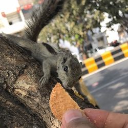 Close-up of hand feeding