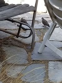 High angle view of bird on bench
