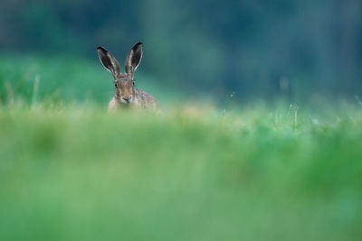 Close-up of butterfly on grass