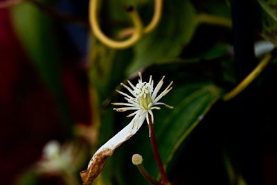 plant