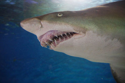 Close-up of fish swimming in sea