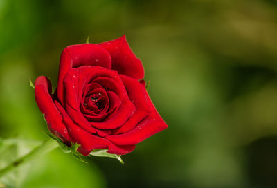 Close-up of red rose