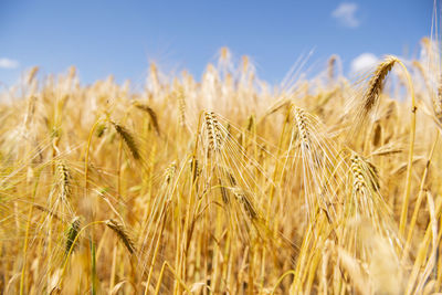 crop