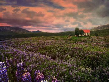 Scenic view of flowering field against sky during sunset