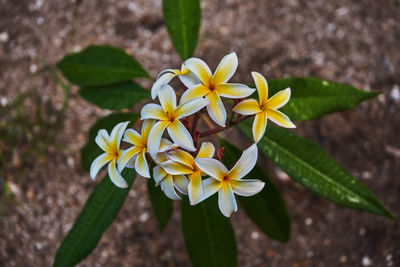 Close-up of yellow flowering plant