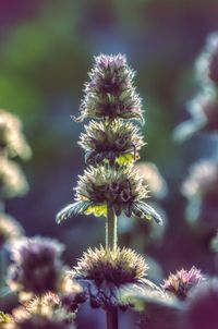 Close-up of thistle against blurred background