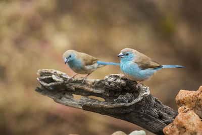 Close-up of birds perching on branch