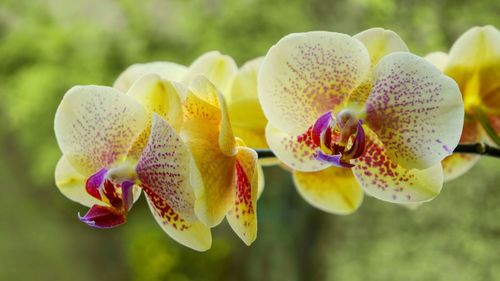 Close-up of yellow orchids