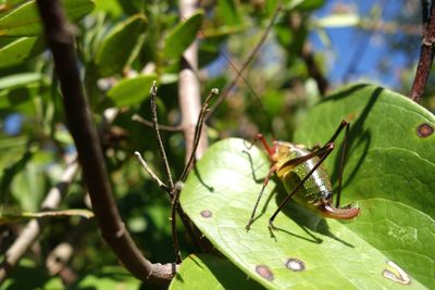 Close-up of insect on leaf