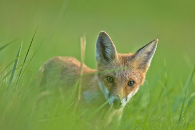 Portrait of fox on field