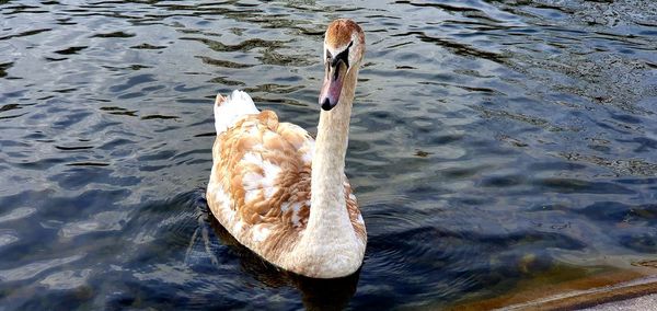 High angle view of swan swimming in lake