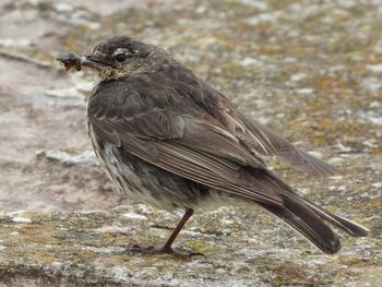 Rock pipit