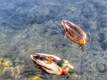 High angle view of duck swimming in lake