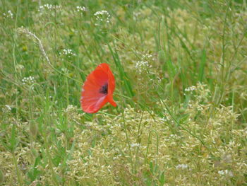 Close-up of poppy flower blooming on field