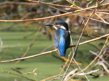 Close-up of bird perching on branch