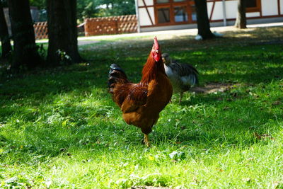 View of a rooster  on a green field