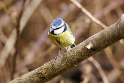 Close-up of bird perching on branch