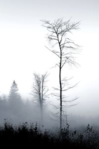 Bare tree against sky during foggy weather