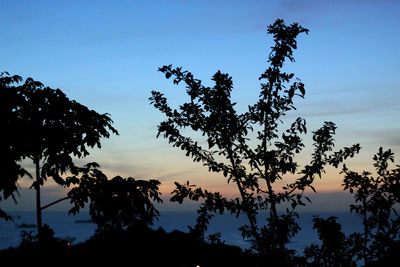 Low angle view of silhouette trees against sky at sunset