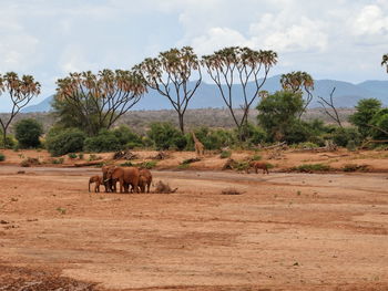 African elephants - loxodonta africana digging for water at the dry river bed of ewaso nyiro river