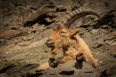 Animal sitting on rock at zoo