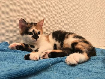 Close-up of kitten relaxing on floor