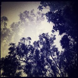 Low angle view of trees against sky