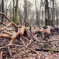 Fallen tree in forest