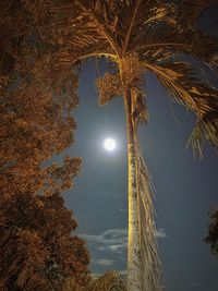 Low angle view of palm trees against sky at night