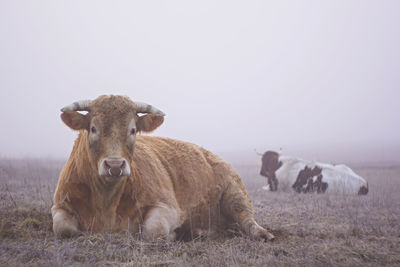 Cows in a field