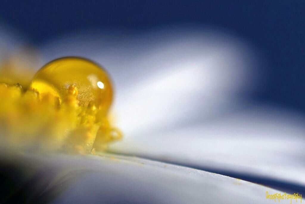 CLOSE-UP OF YELLOW FLOWER