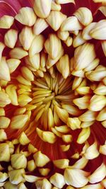 Full frame shot of yellow flowers