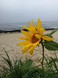 Close-up of yellow flowering plant by sea against sky