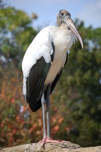 Close-up of bird perching on a tree