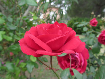 Close-up of red flower blooming outdoors
