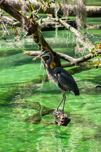 Bird perching on a lake