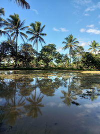 Scenic view of palm trees by lake against sky