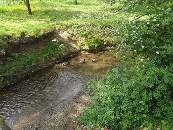 High angle view of stream amidst plants in forest