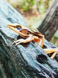 Close-up of insect on tree trunk