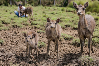 Deer family standing on field with man in background