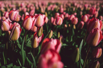 Close-up of pink tulips growing on field