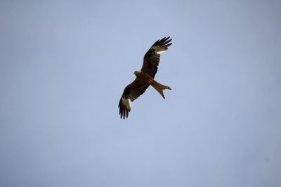 Low angle view of eagle flying against clear sky