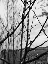 Low angle view of bare tree against sky