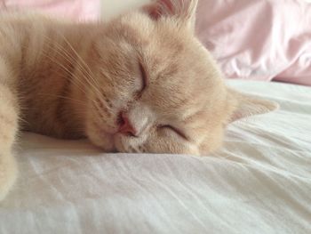 Close-up of cat sleeping on bed